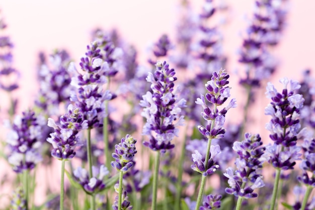 Flores de lavanda em um fundo branco.