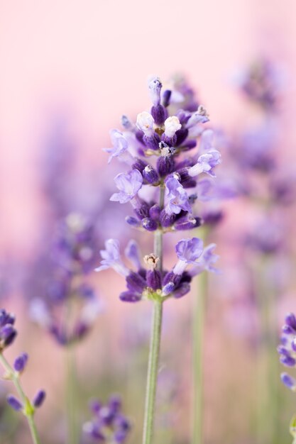 Flores de lavanda em um fundo branco.