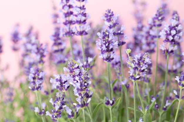 Flores de lavanda em um fundo branco.