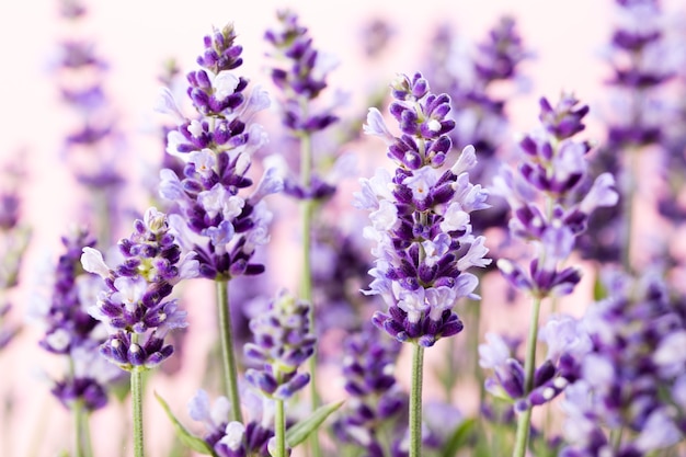 Flores de lavanda em um fundo branco.