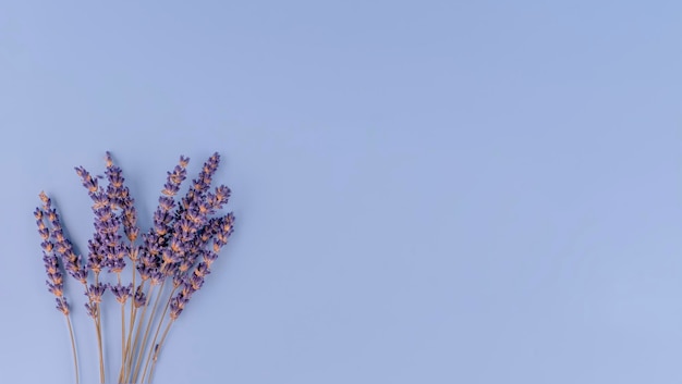 Flores de lavanda em um fundo roxo Espaço para fotos de texto de alta qualidade para calendário e cartões