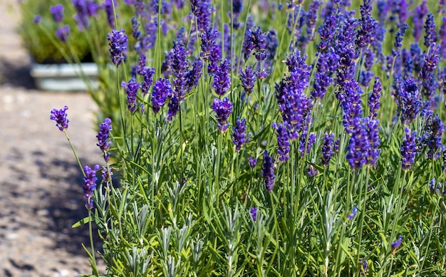 Flores de lavanda em vasos para venda no mercado ao ar livre, loja, loja conceito de aromaterapia, óleo essencial