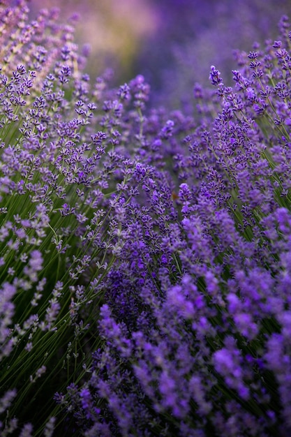 Flores de lavanda florescendo em um campo de Provence sob a luz do pôr do sol na França