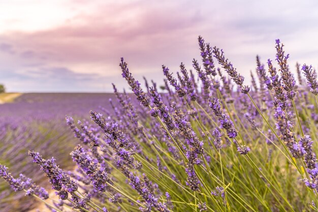 Flores de lavanda florescendo no campo, árvores solitárias no pôr do sol. Valensole, Provence, França, Europa.