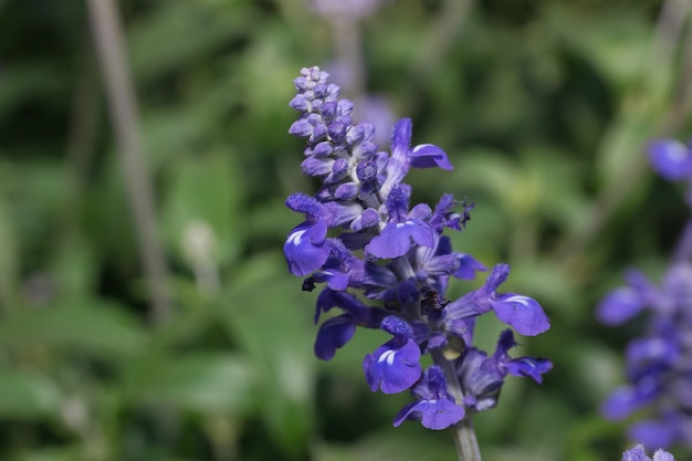 flores de lavanda florescendo no jardim