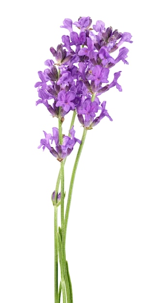 Flores de lavanda isoladas em fundo branco