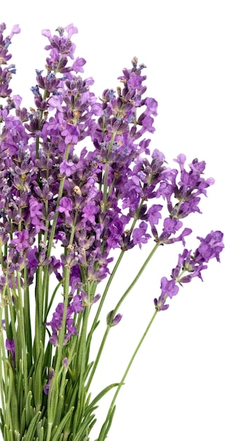 Flores de lavanda isoladas em fundo branco