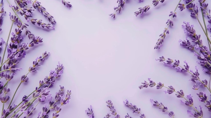 Foto flores de lavanda minimalistas em um fundo roxo pastel com espaço vazio