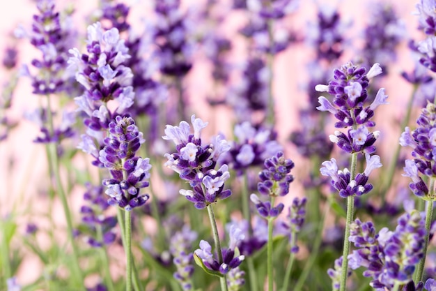 Flores de lavanda na natureza