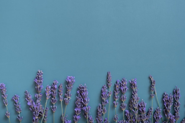 Flores de lavanda na vista superior de fundo colorido Copiar espaço Fundo de primavera de flores