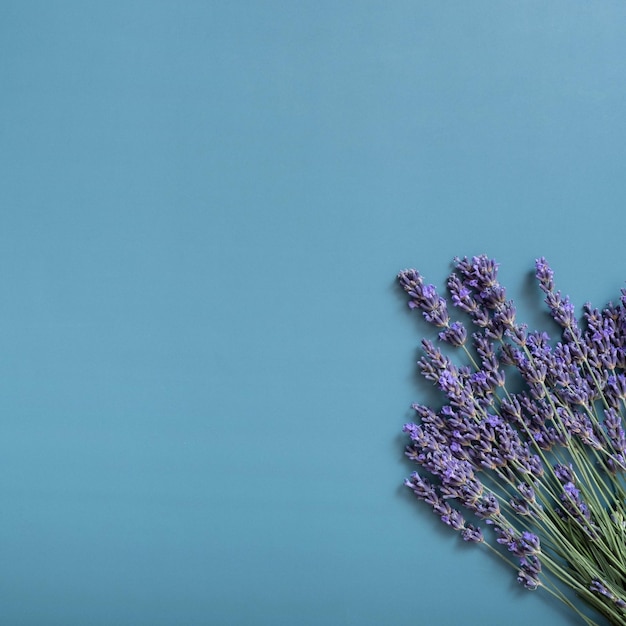 Flores de lavanda na vista superior de fundo colorido Copie o espaço