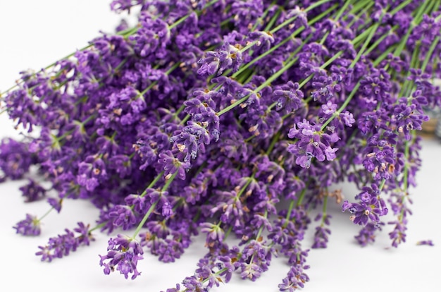 Flores de lavanda natural em fundo branco