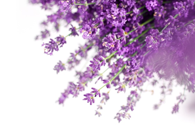 Flores de lavanda natural em fundo branco