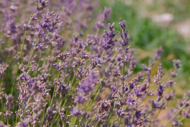 Flores de lavanda no campo no final da estação de floração