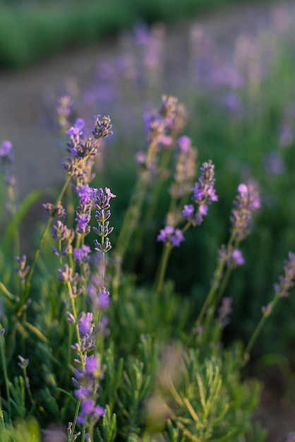 Flores de lavanda no campo