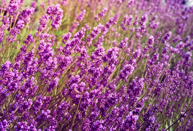 Flores de lavanda no jardim de flores.