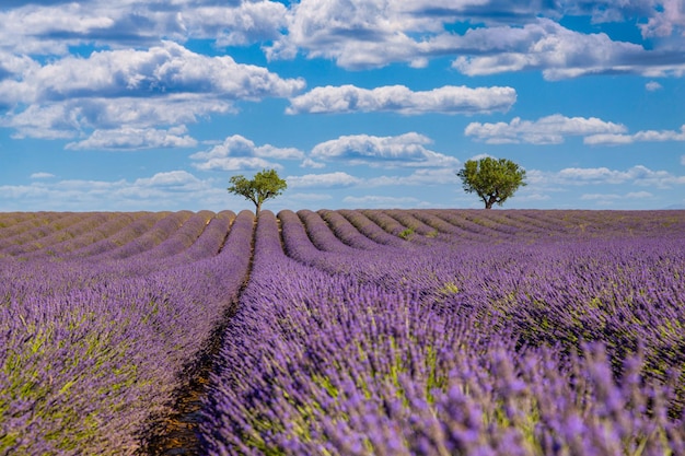 Flores de lavanda perfumada violeta florescendo com raios solares com céu ensolarado Paisagem natural idílica