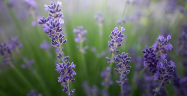 Flores de lavanda roxa Maravilhoso fundo natural abstrato