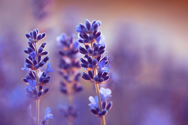 Flores de lavanda roxa Maravilhoso fundo natural abstrato