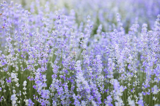 flores de lavanda roxa no campo