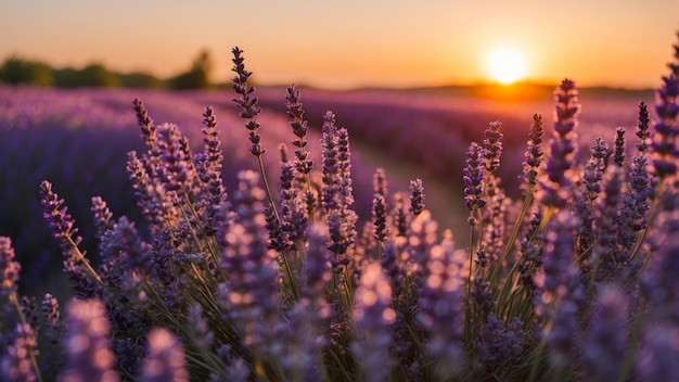 Flores de lavanda roxas de perto