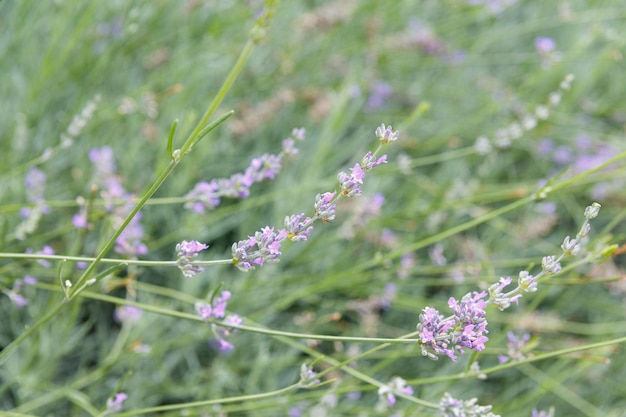 Flores de lavanda turva