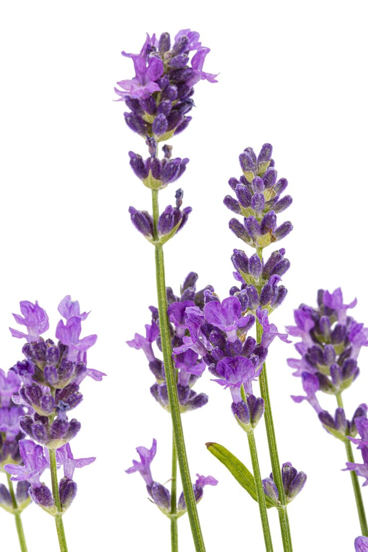 Foto flores de lavanda violeta isoladas em fundo branco