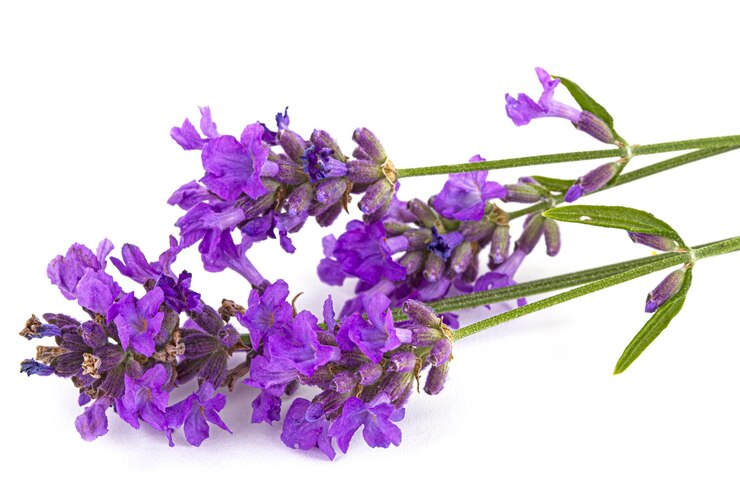 Foto flores de lavanda violeta isoladas em fundo branco