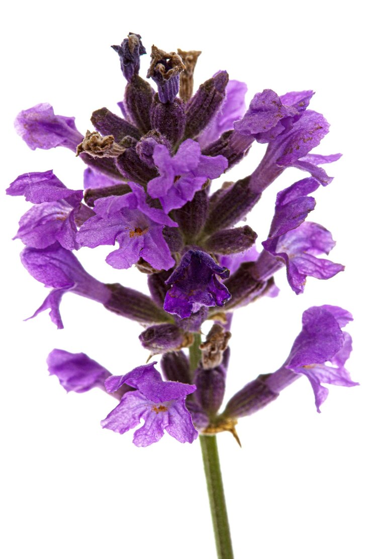 Foto flores de lavanda violeta isoladas em fundo branco