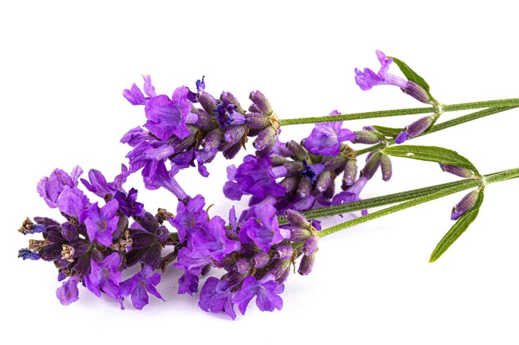 Foto flores de lavanda violeta isoladas em fundo branco