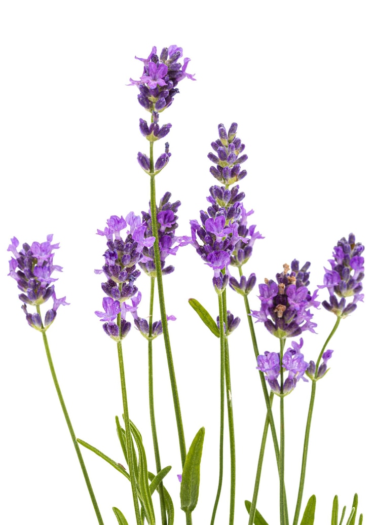 Foto flores de lavanda violeta isoladas em fundo branco