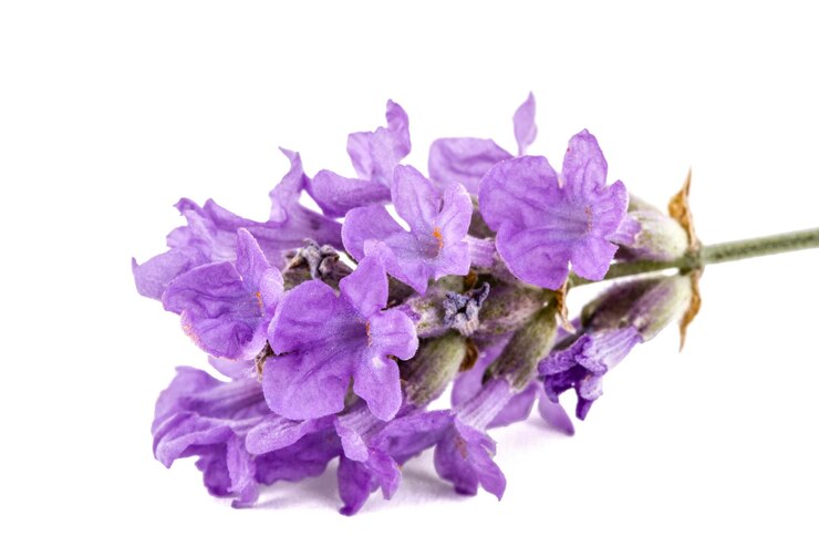 Foto flores de lavanda violeta isoladas em fundo branco
