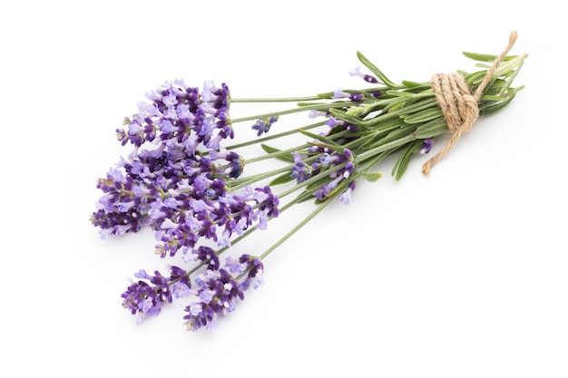 Flores de lavanda.