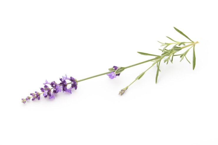 Flores de lavanda.