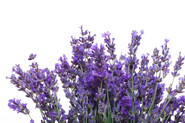 Flores de lavanda