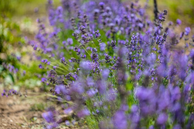 flores de lavanda