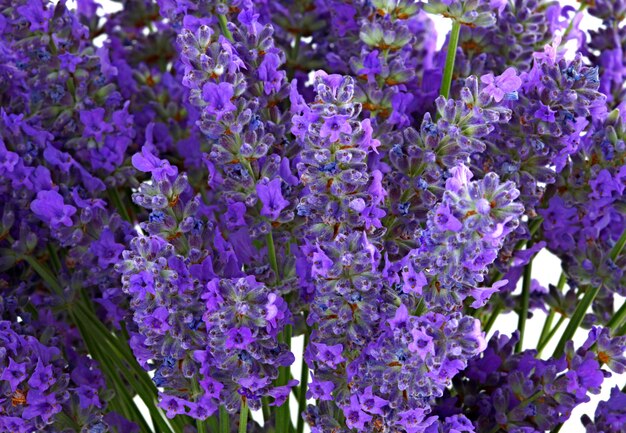 Flores de lavanda