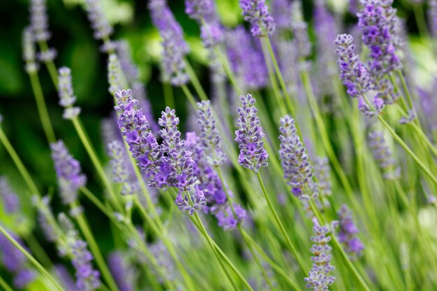 Flores de lavanda