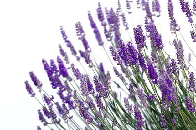 Flores de lavanda