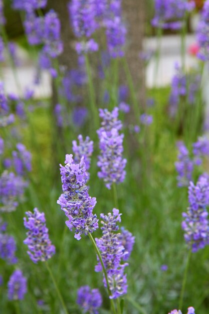 Flores de lavanda