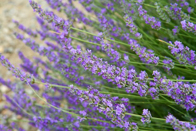 flores de lavanda