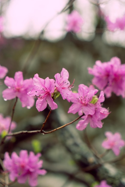 flores de ledum