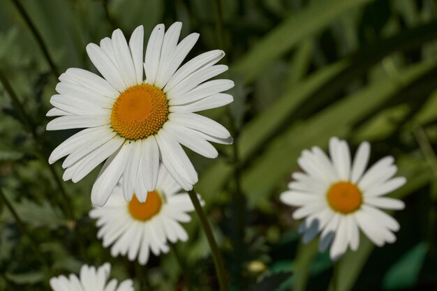 Flores de leucanthemo no gramado do jardim