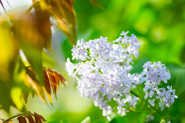 Flores de lilas florescentes em fundo desfocado Ramo de primavera de lilas florecentes