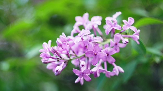 Flores de lilás