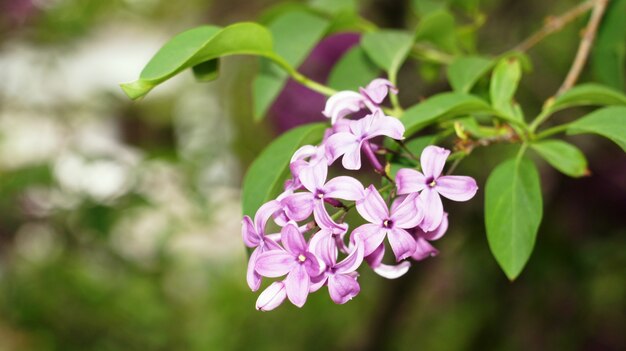 Flores de lilás