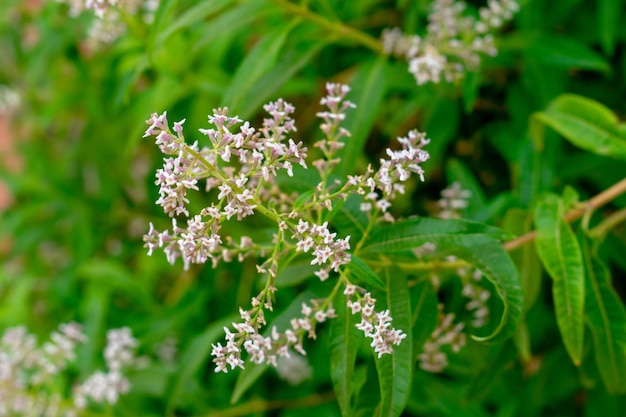 Flores de Limão Beebrush Aloysia citrodora