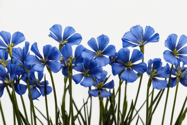 Flores de linho azuis exuberantes em fundo branco