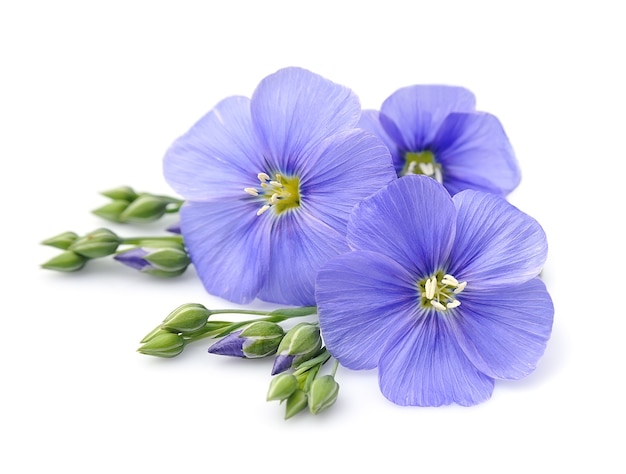 Flores de linho azul close-up.