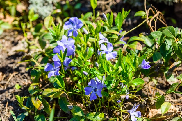 Flores de linho azul em um canteiro de flores no jardim